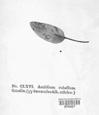 Puccinia phragmitis image